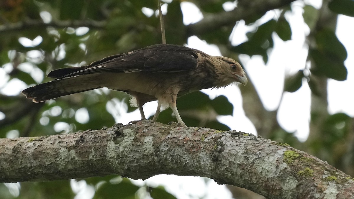 Yellow-headed Caracara - ML612920724