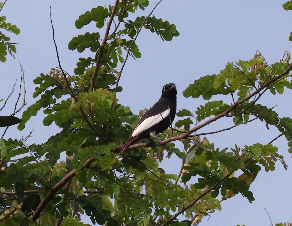 Cotinga porphyrion - ML612920767