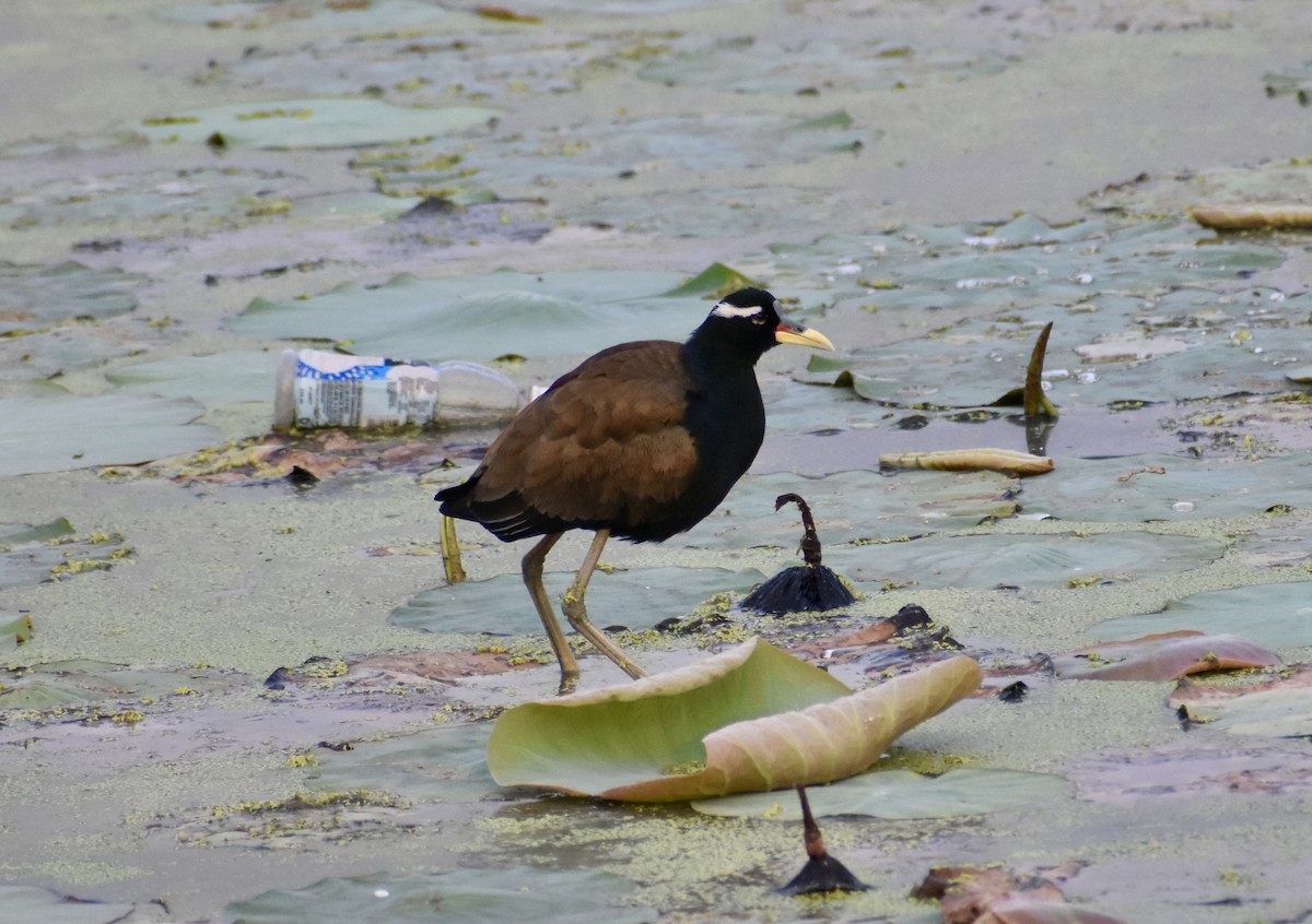 Bronze-winged Jacana - ML612920801