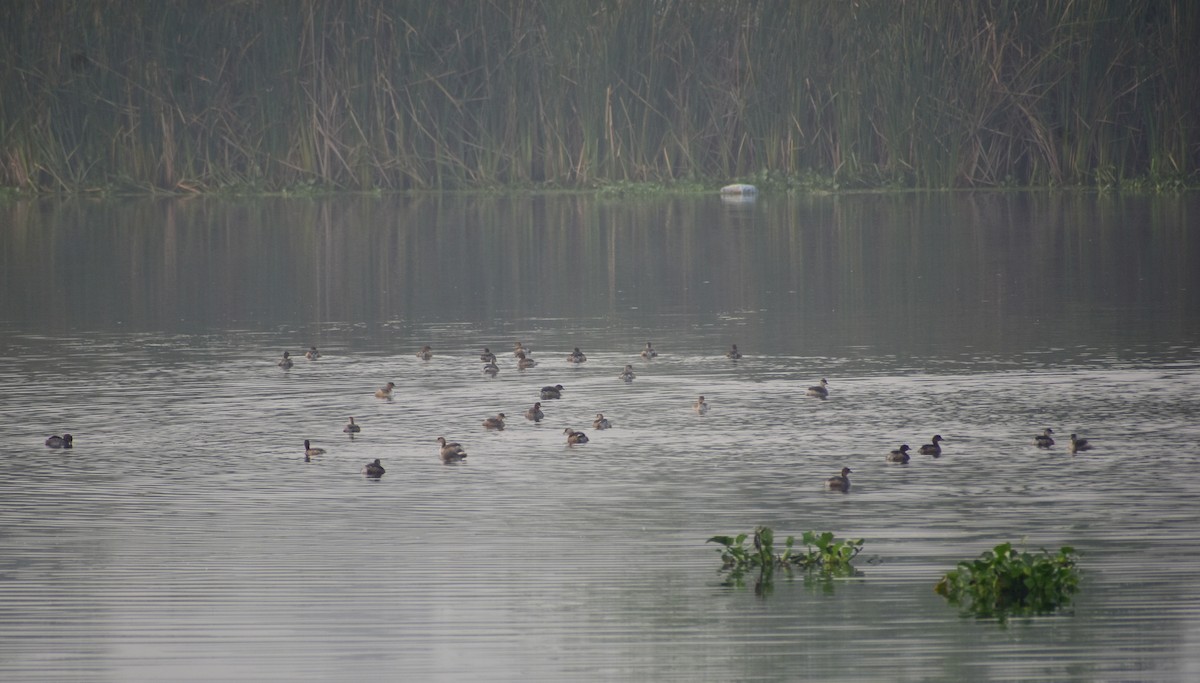 Little Grebe - ML612920839