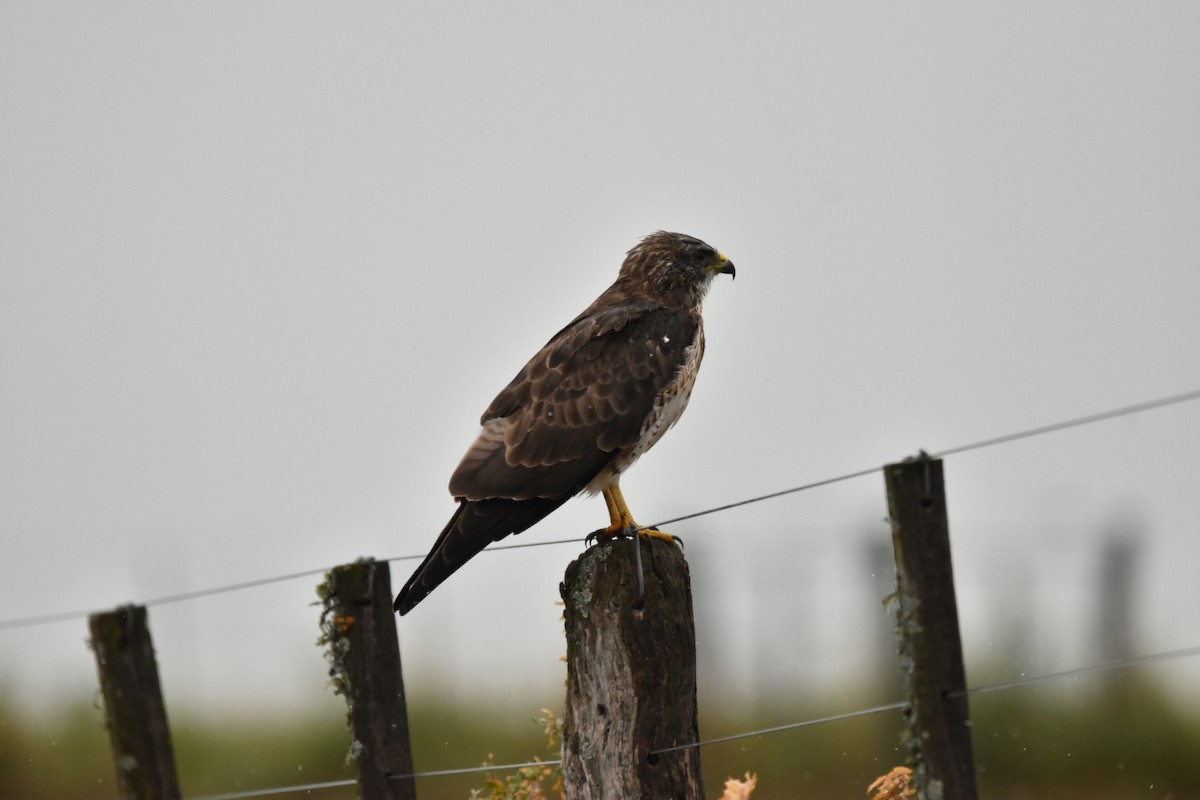 Swainson's Hawk - ML612920875