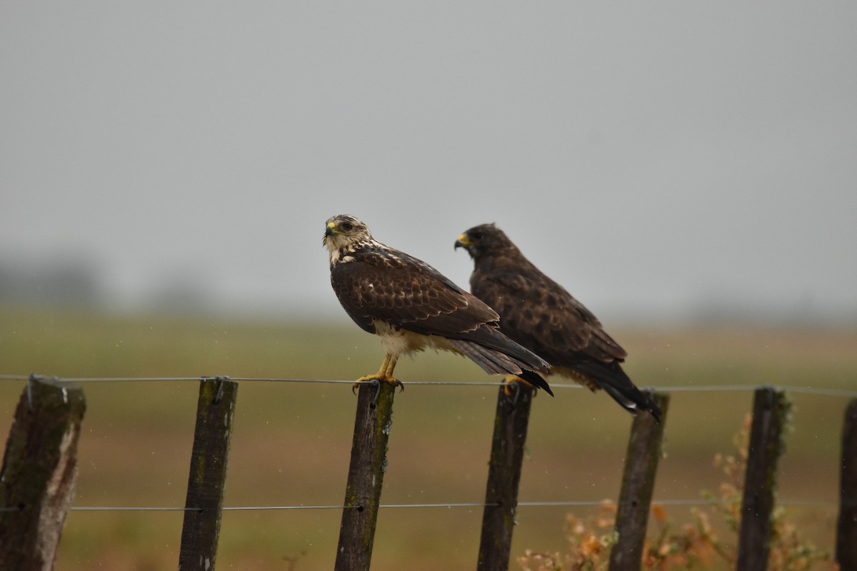 Swainson's Hawk - ML612920876