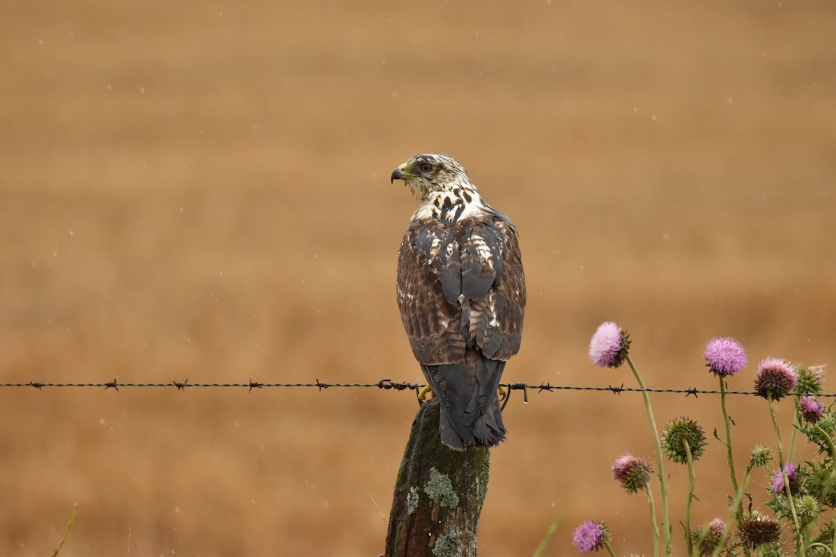 Swainson's Hawk - Lucas Naccaratti