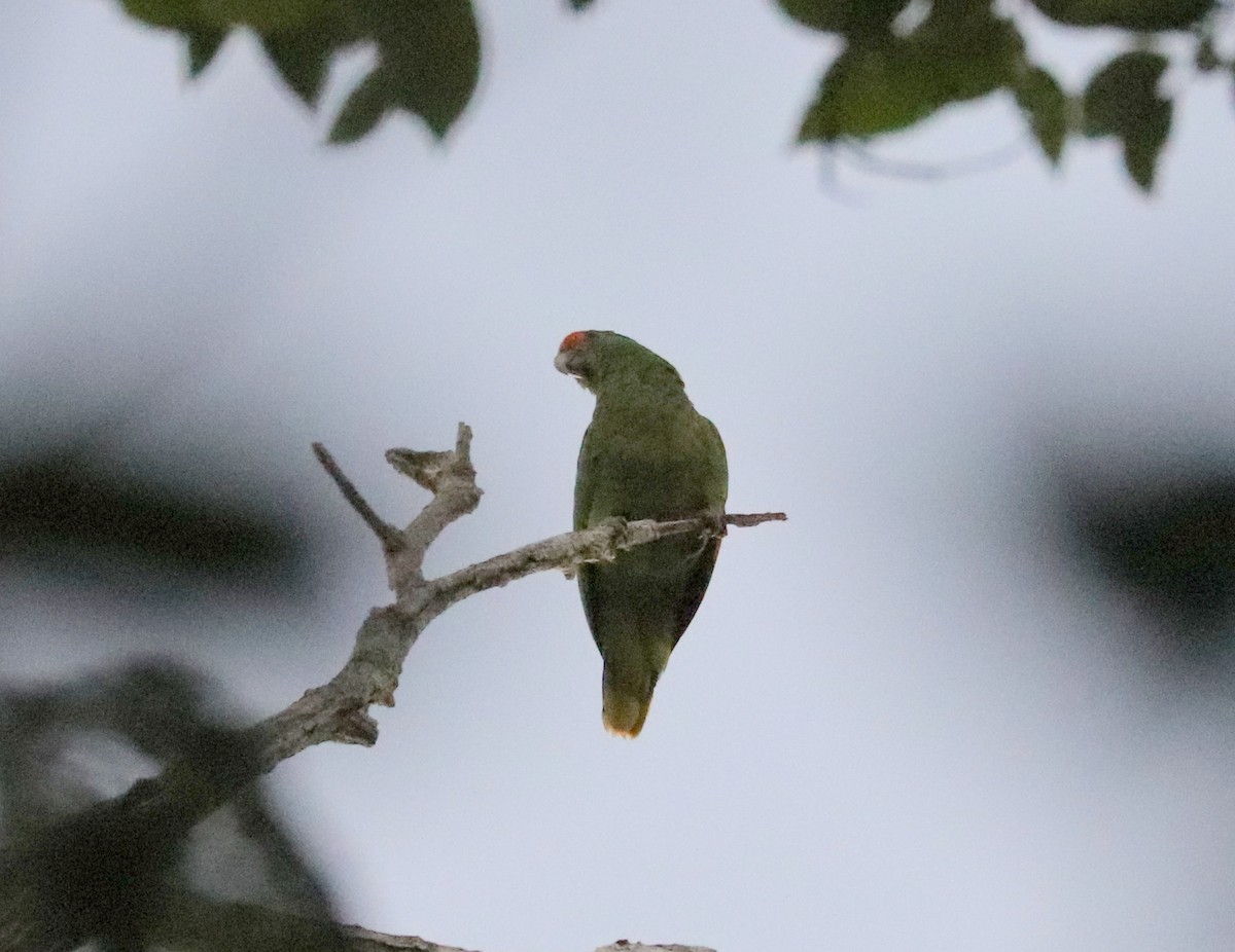 Red-browed Parrot - Joelle Finley