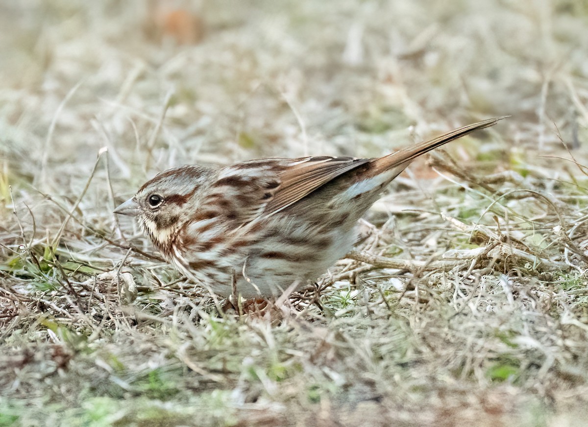 Song Sparrow - ML612920950