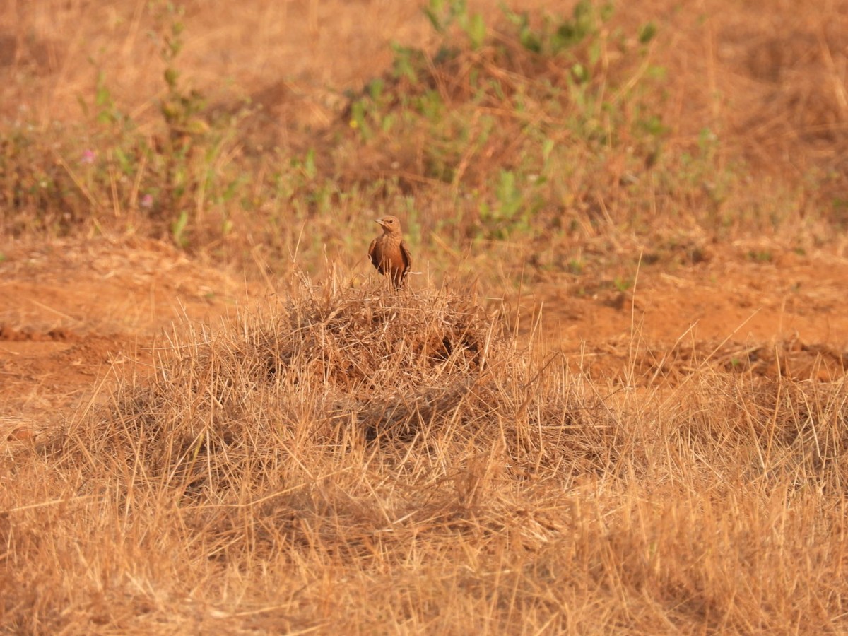 Rufous-tailed Lark - Sumedh Jog