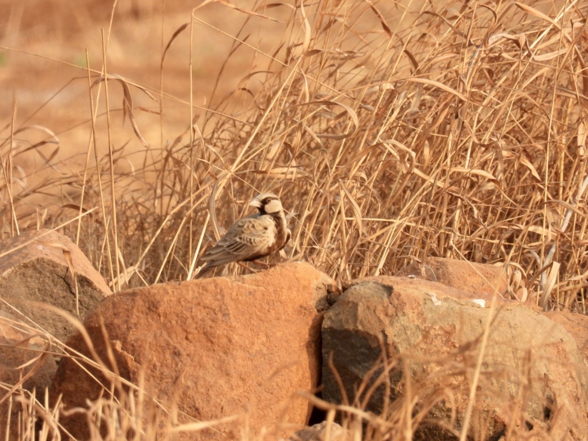 Ashy-crowned Sparrow-Lark - Sumedh Jog
