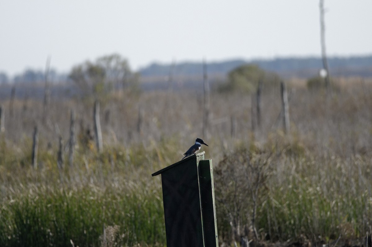 Belted Kingfisher - ML612921003