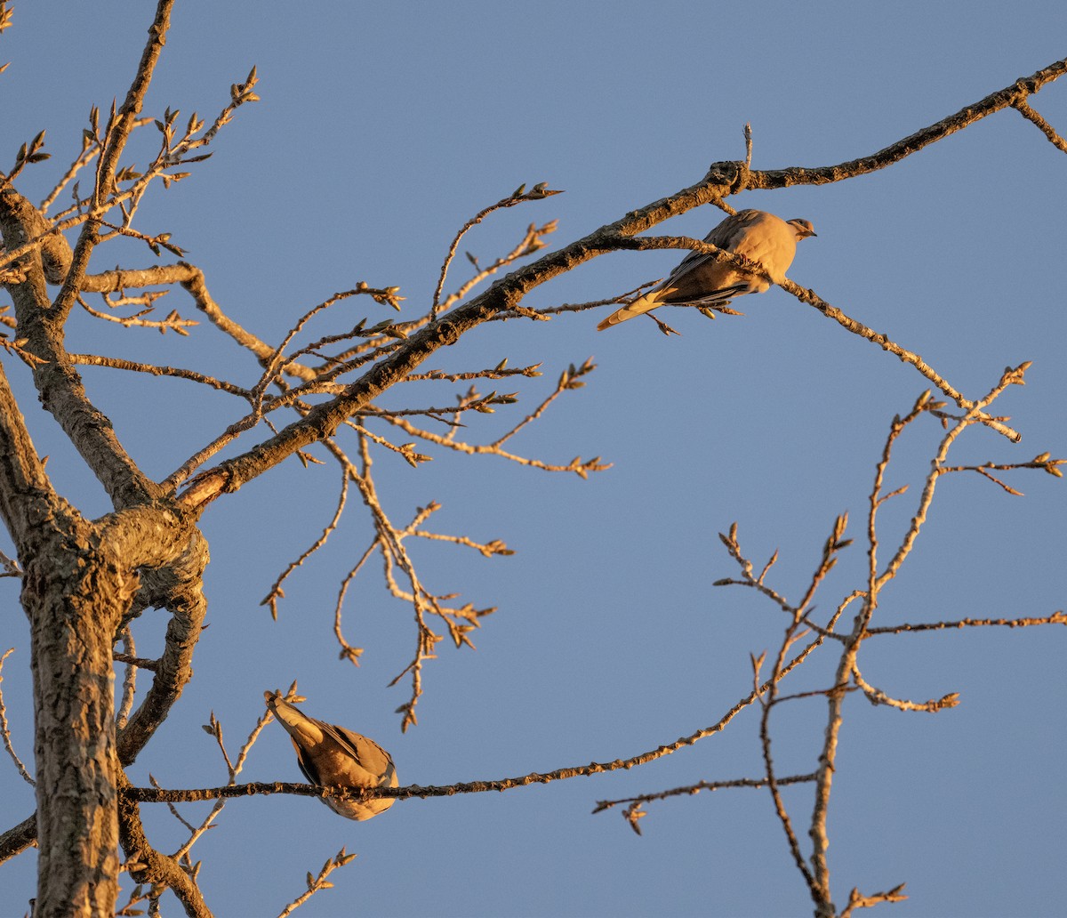 Mourning Dove - ML612921050