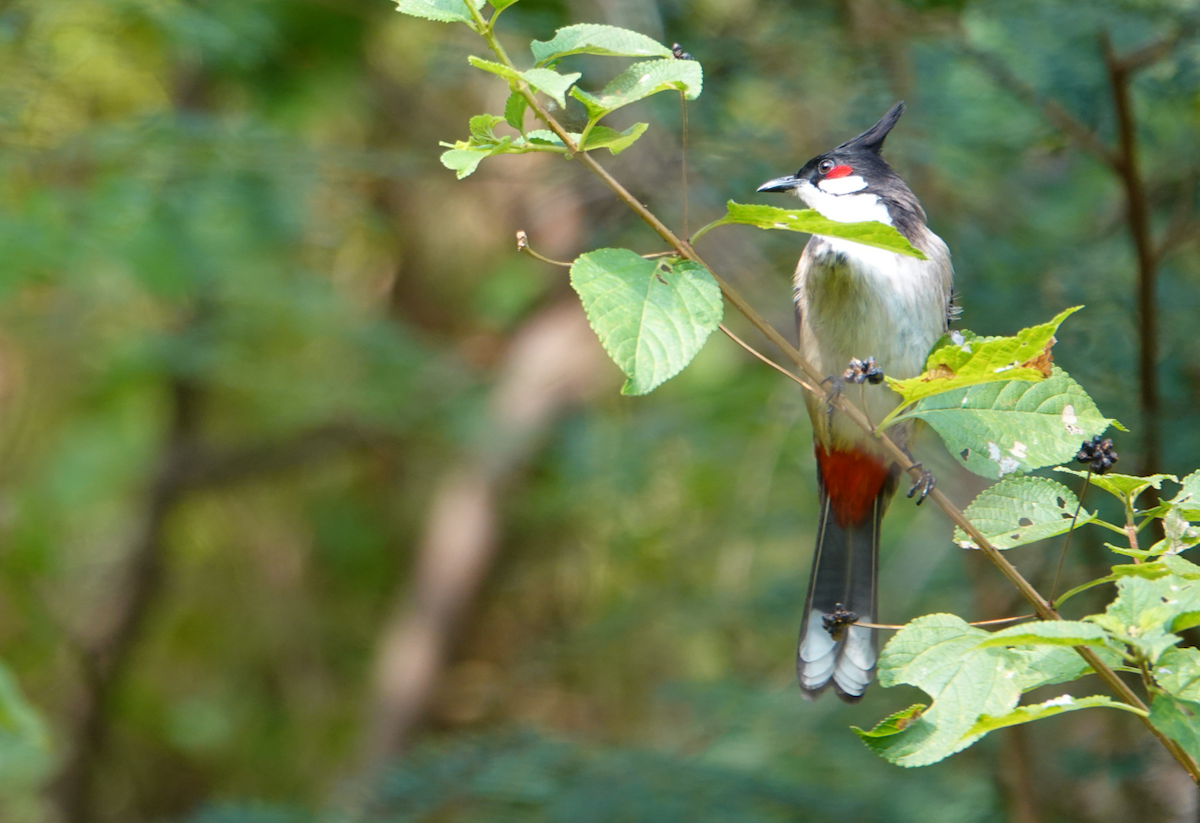 Red-whiskered Bulbul - ML612921051