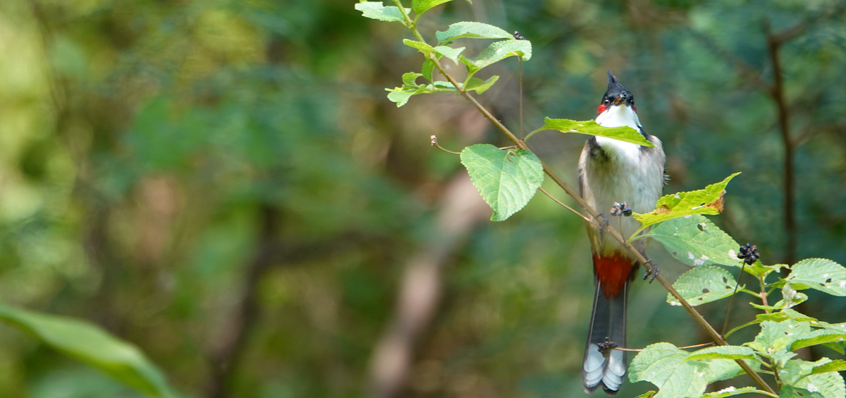 Red-whiskered Bulbul - ML612921054