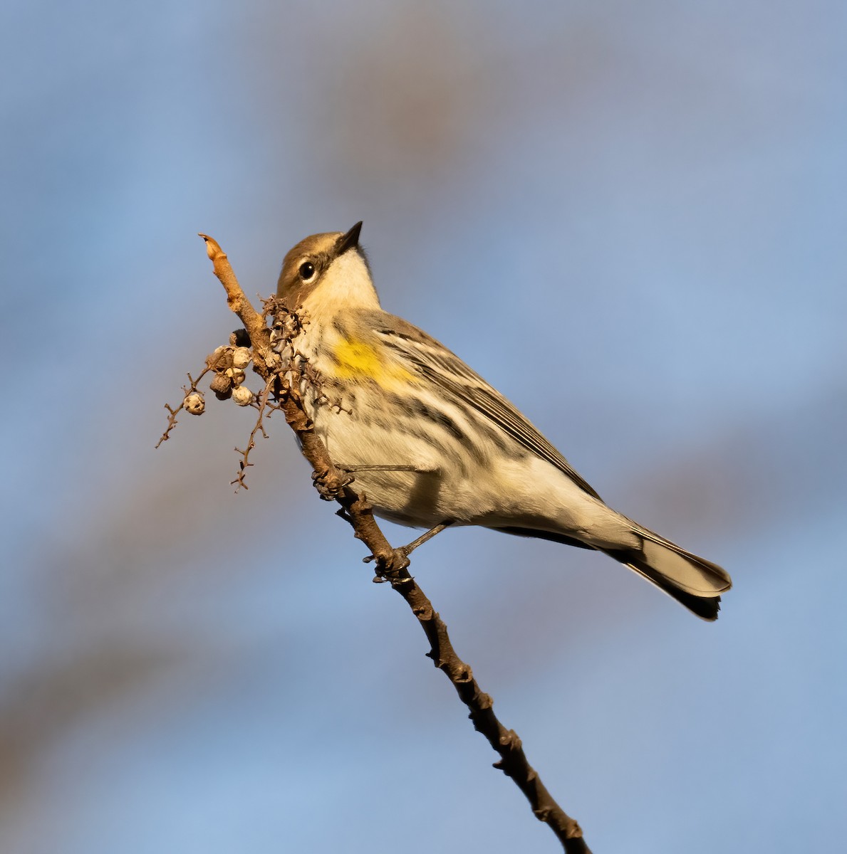 Yellow-rumped Warbler - ML612921258