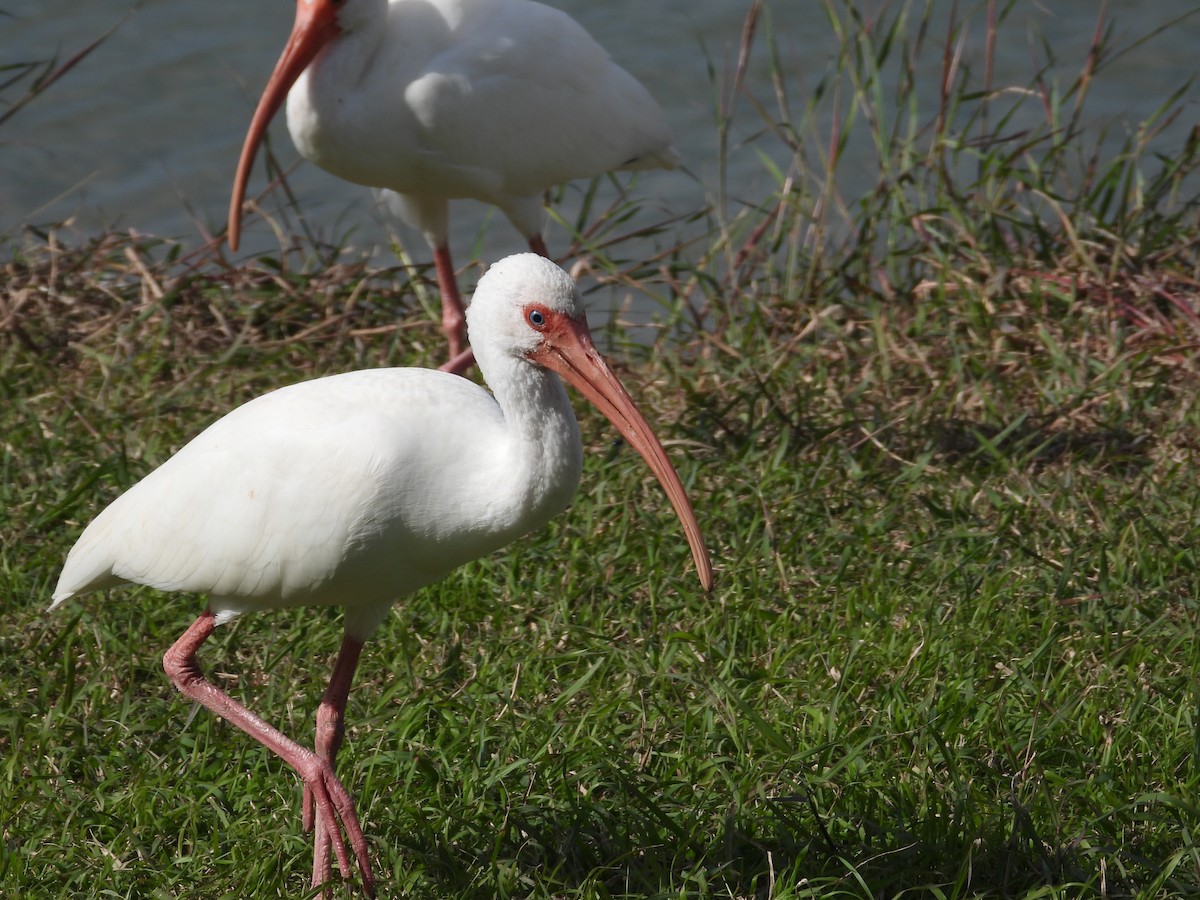 ibis bílý - ML612921317