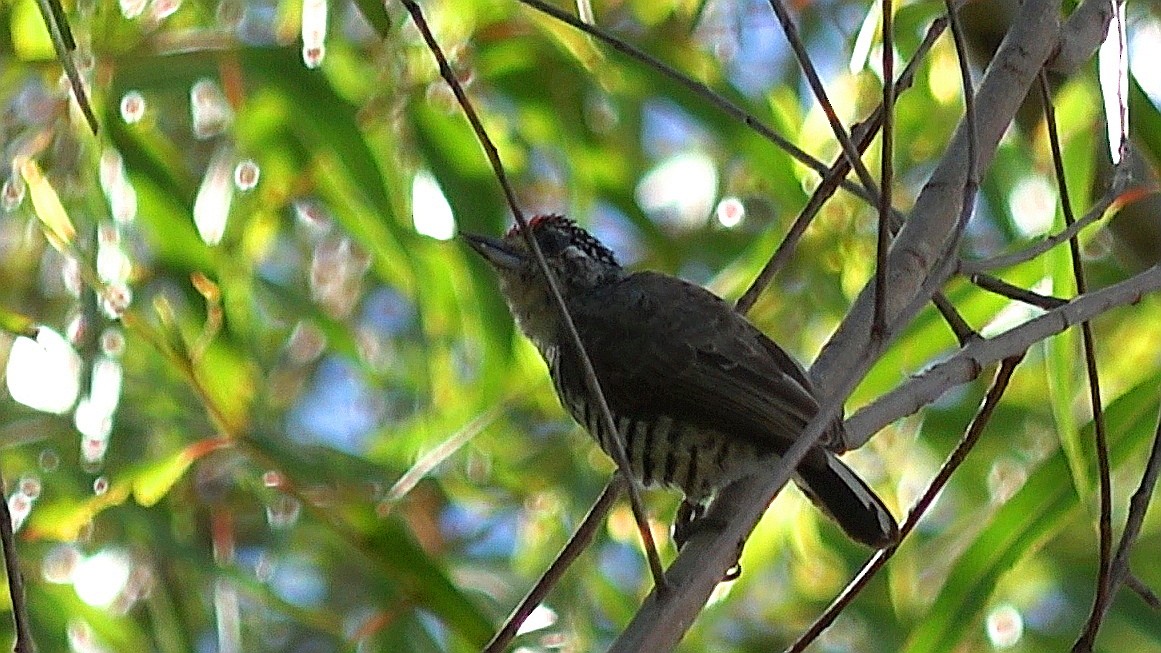 White-barred Piculet - ML612921338