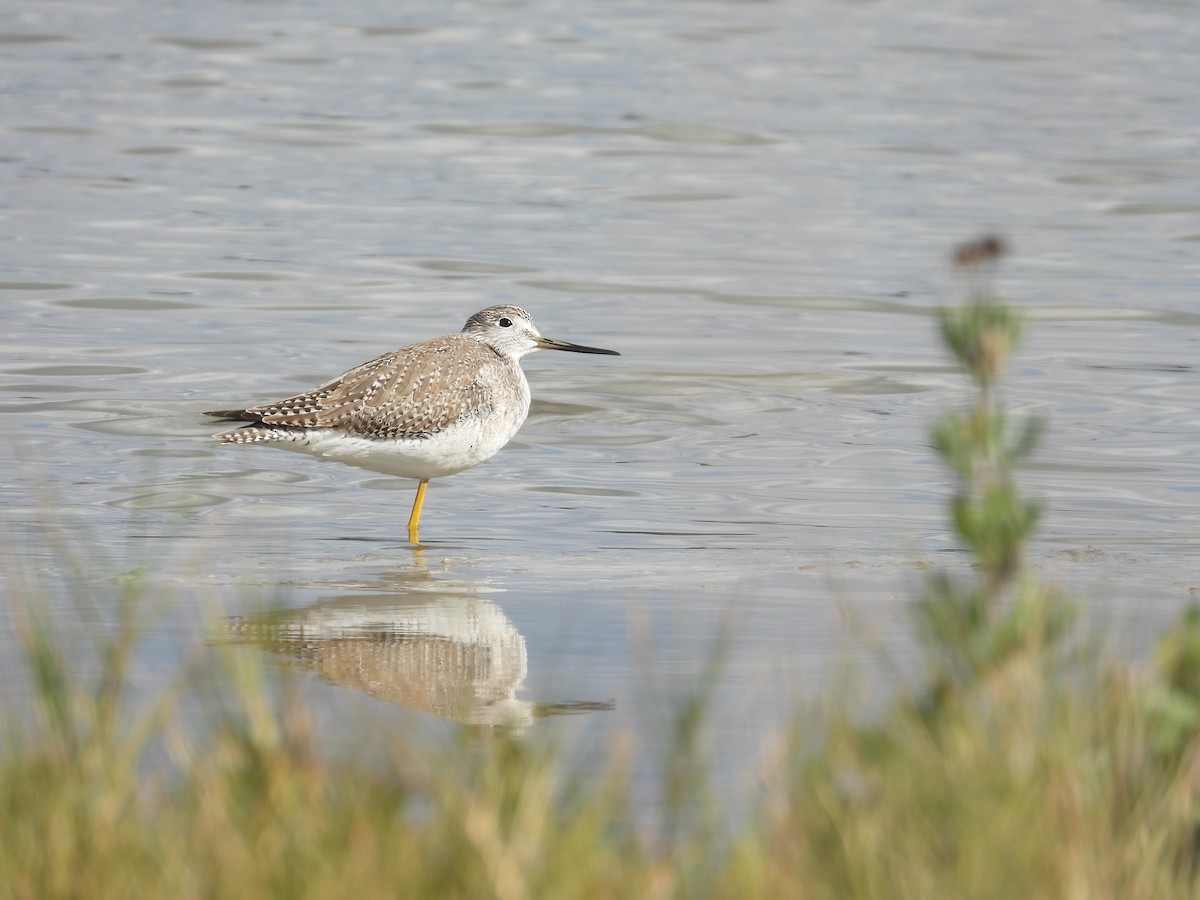 Greater Yellowlegs - ML612921380