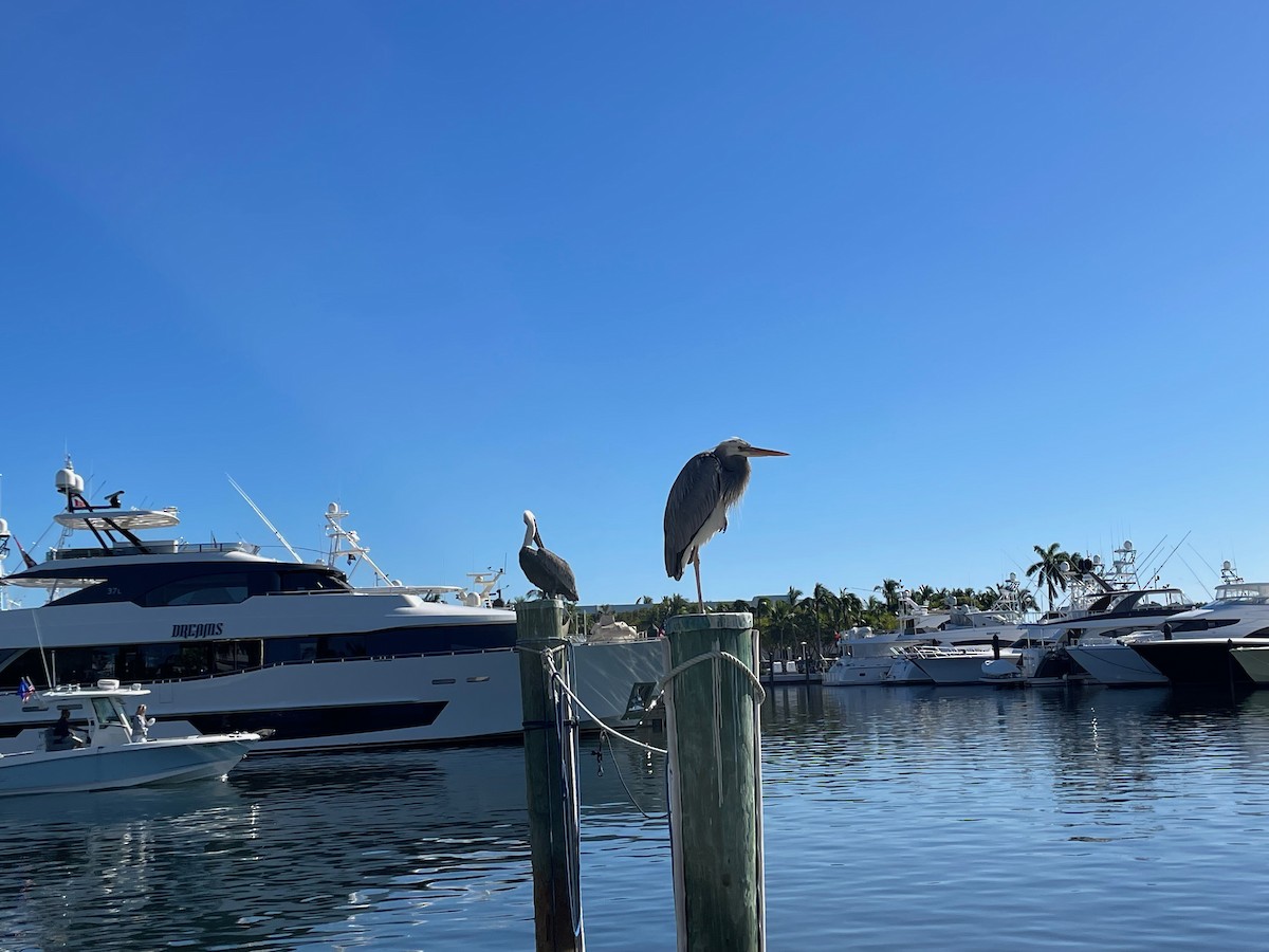 Great Blue Heron (Wurdemann's) - ML612921383