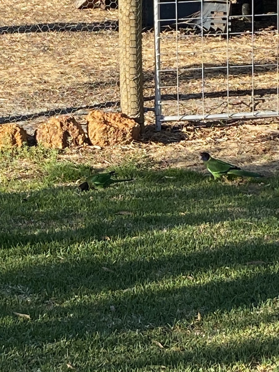 Australian Ringneck - Colton Tinkey