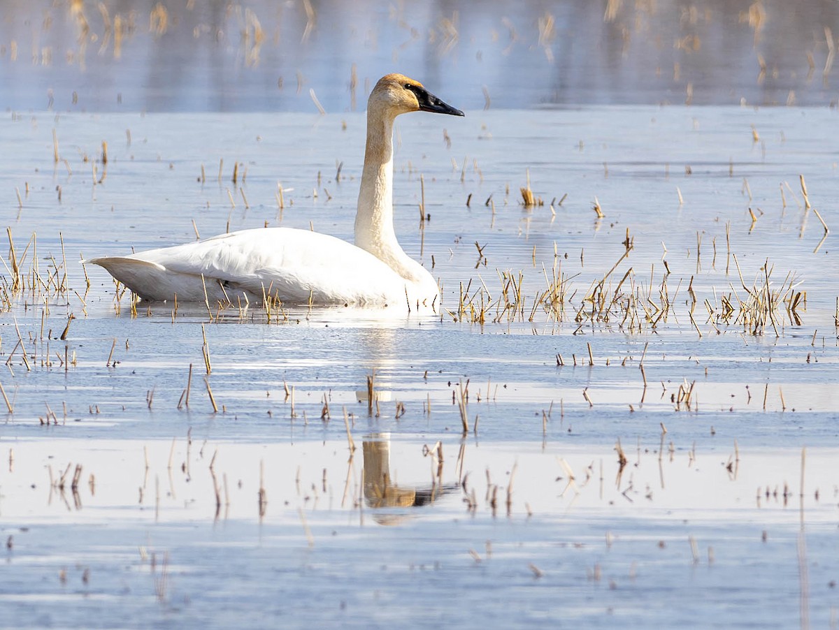 Trumpeter Swan - ML612921436