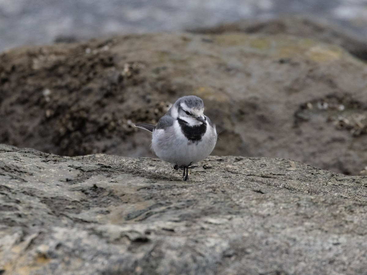 White Wagtail (Black-backed) - ML612921445