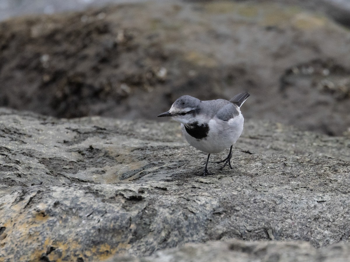 White Wagtail (Black-backed) - ML612921446