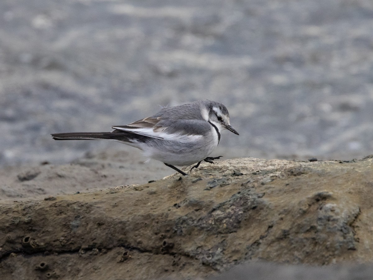 White Wagtail (Black-backed) - ML612921449