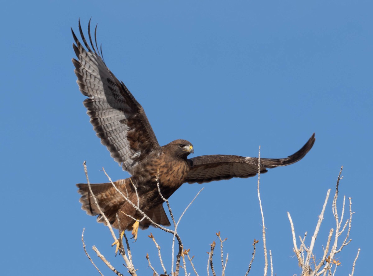 Red-tailed Hawk - ML612921496