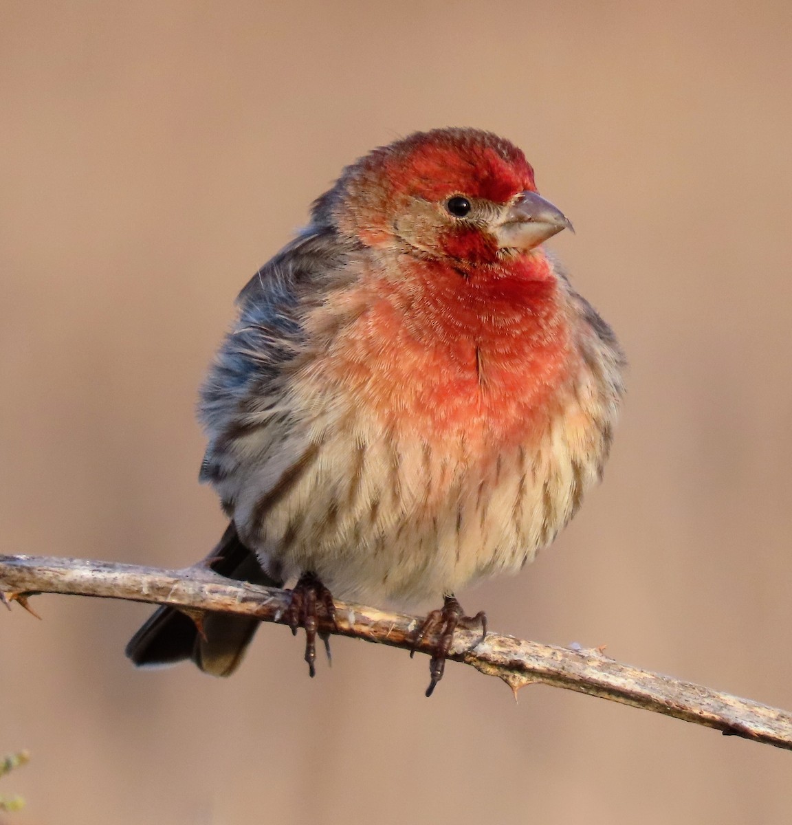 House Finch - ML612921566