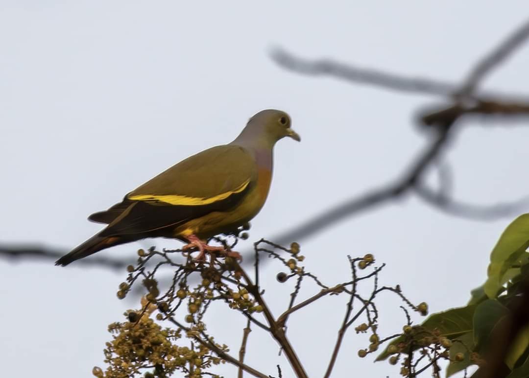 Orange-breasted Green-Pigeon - ML612921624