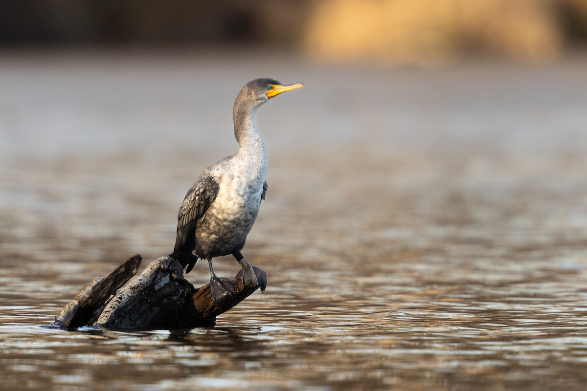 Double-crested Cormorant - Zach Moore