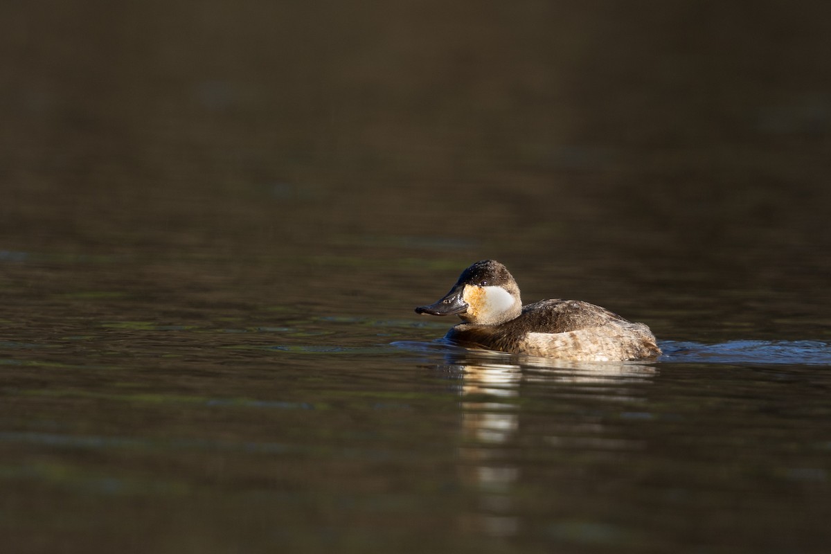 Ruddy Duck - ML612921634