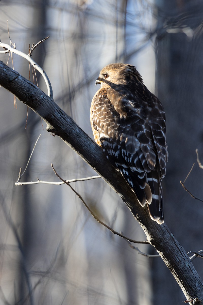 Red-shouldered Hawk - ML612921641