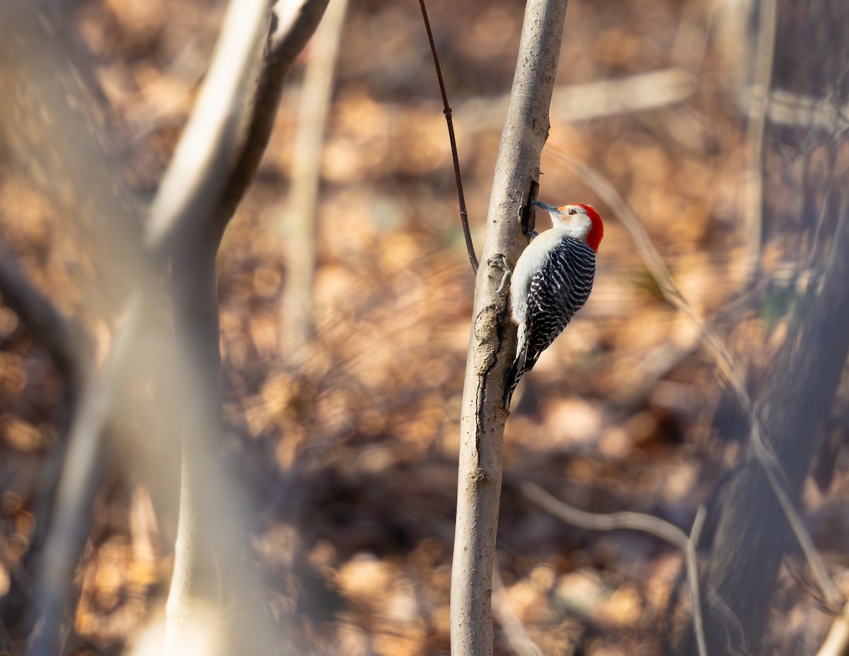 Red-bellied Woodpecker - Zach Moore