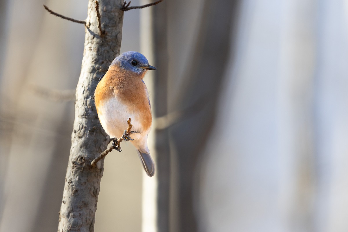 Eastern Bluebird - ML612921660