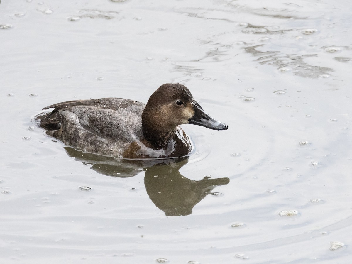 Common Pochard - ML612921693