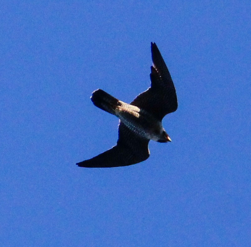 Peregrine Falcon - ML612921726