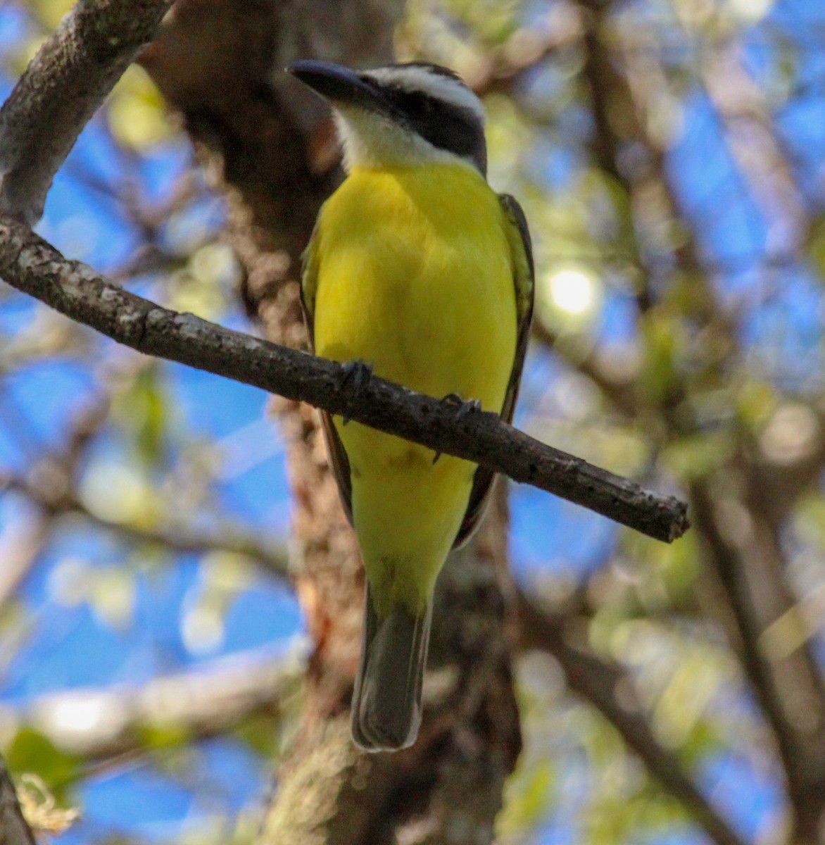 Boat-billed Flycatcher - ML612921739