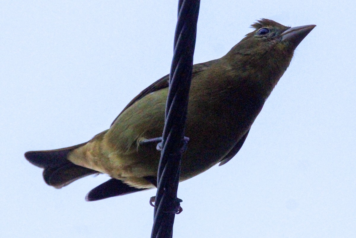 Summer Tanager - Jeffrey McCrary