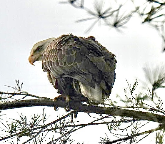 Ak Başlı Kartal - ML612921950