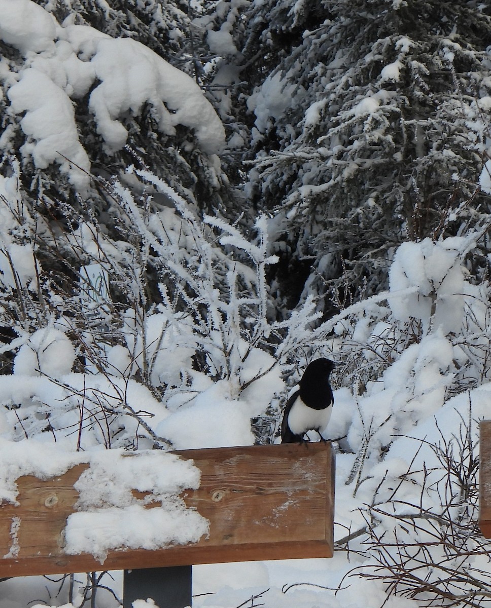 Black-billed Magpie - ML612922002