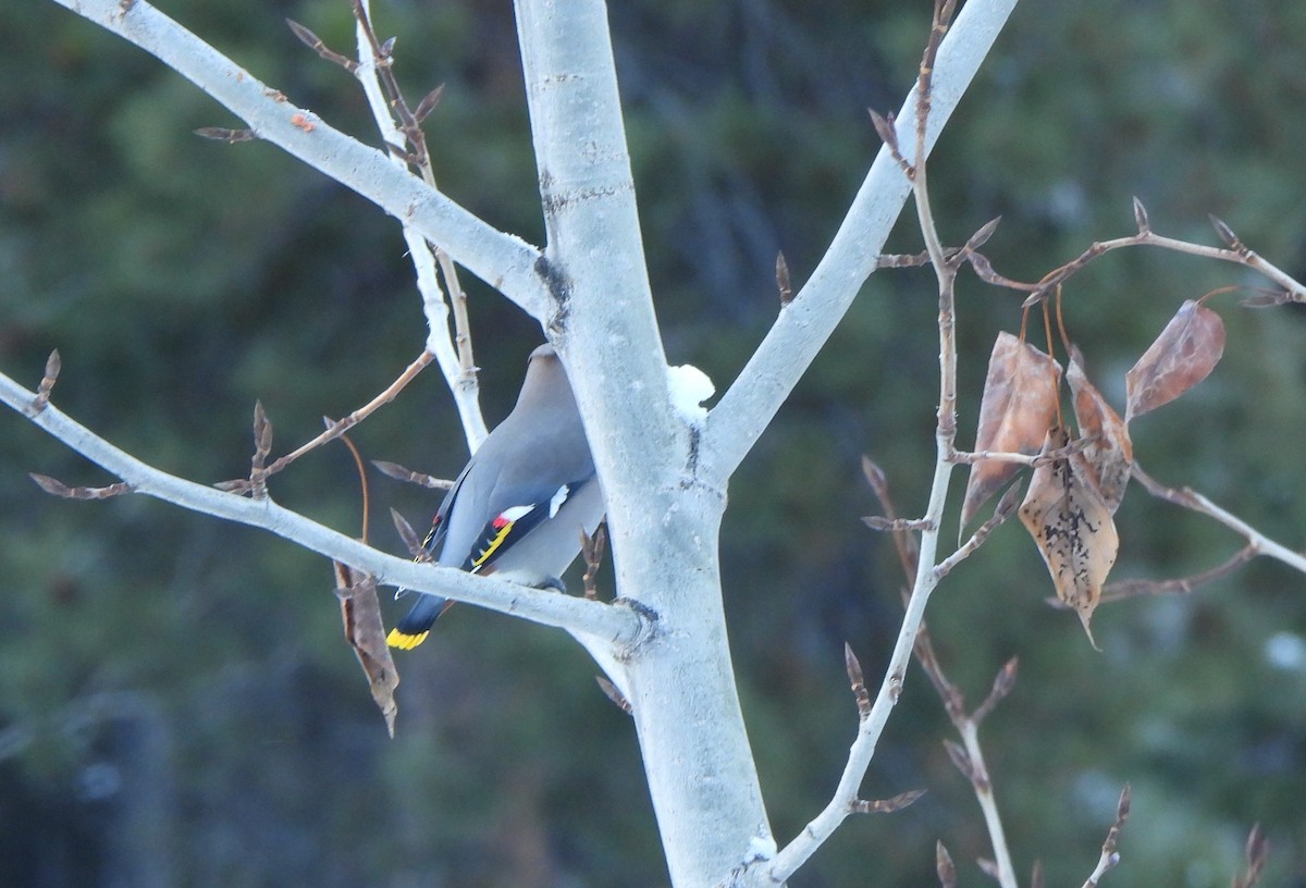 Bohemian Waxwing - The Hutch