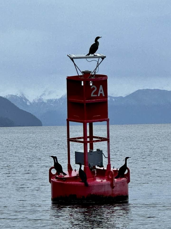 Double-crested Cormorant - Alaska Historical Records