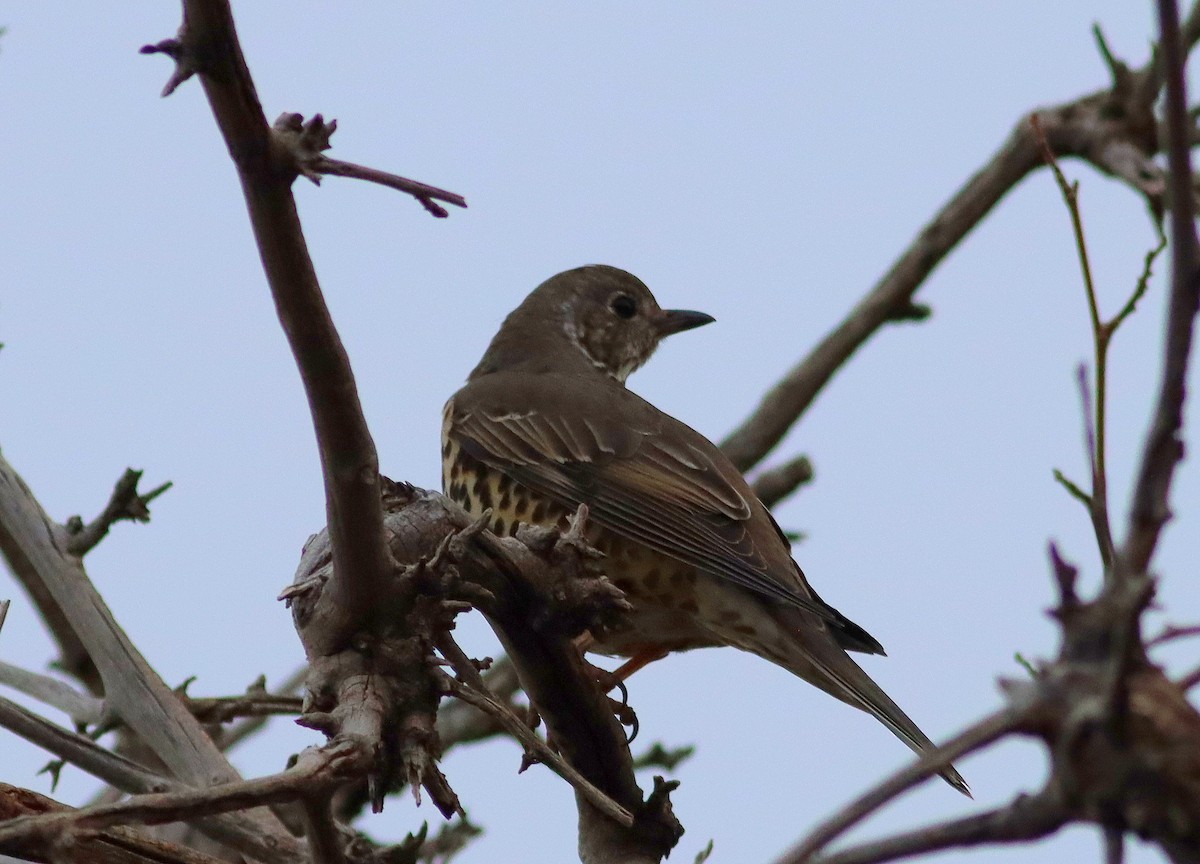 Mistle Thrush - ML612922037