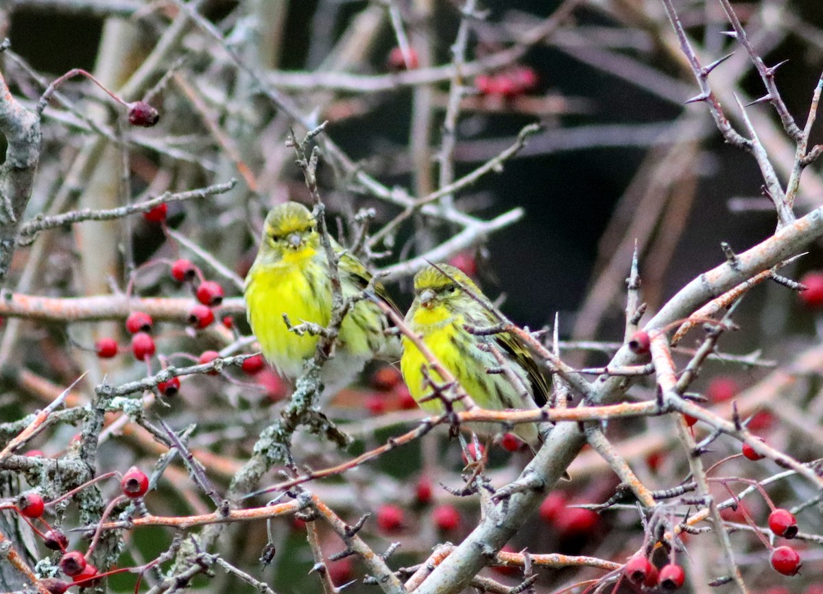 European Serin - ML612922040