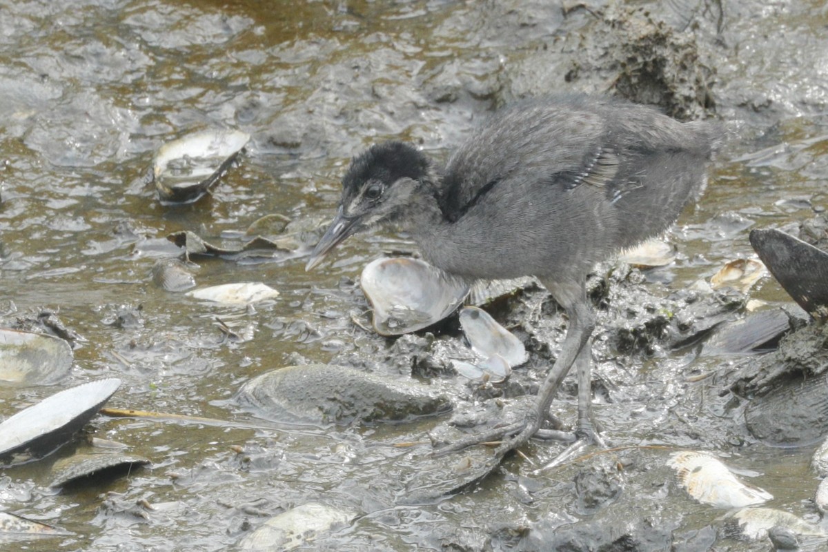 Clapper Rail - ML612922050