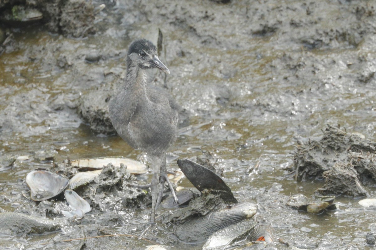 Clapper Rail - ML612922052