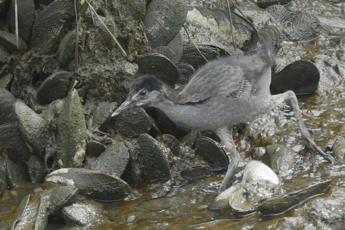 Clapper Rail - ML612922055