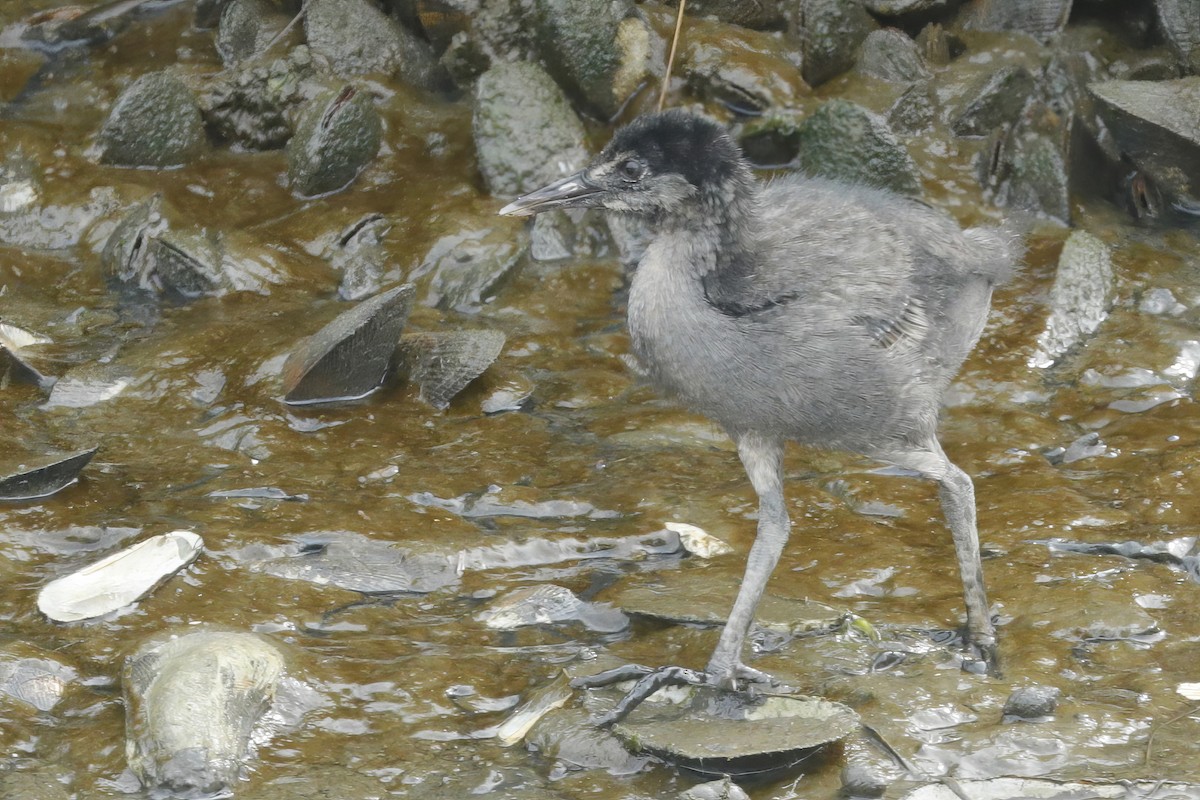 Clapper Rail - ML612922057