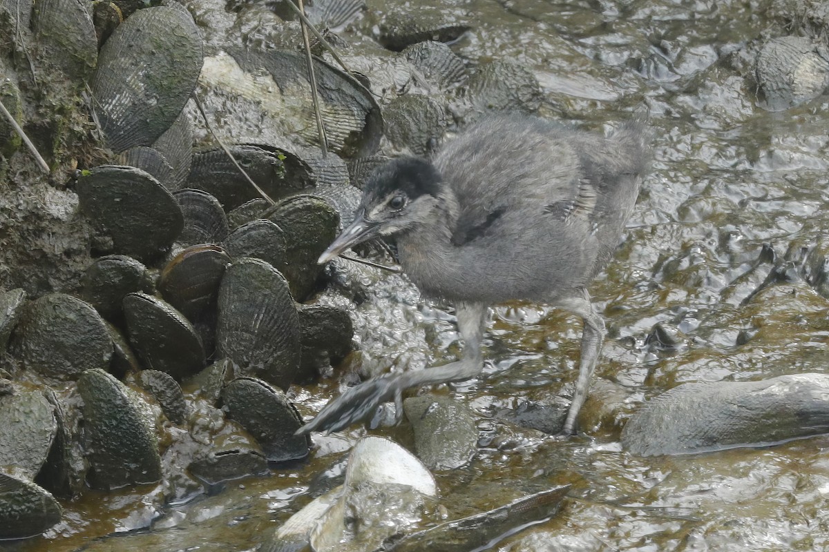 Clapper Rail - Jun Tsuchiya