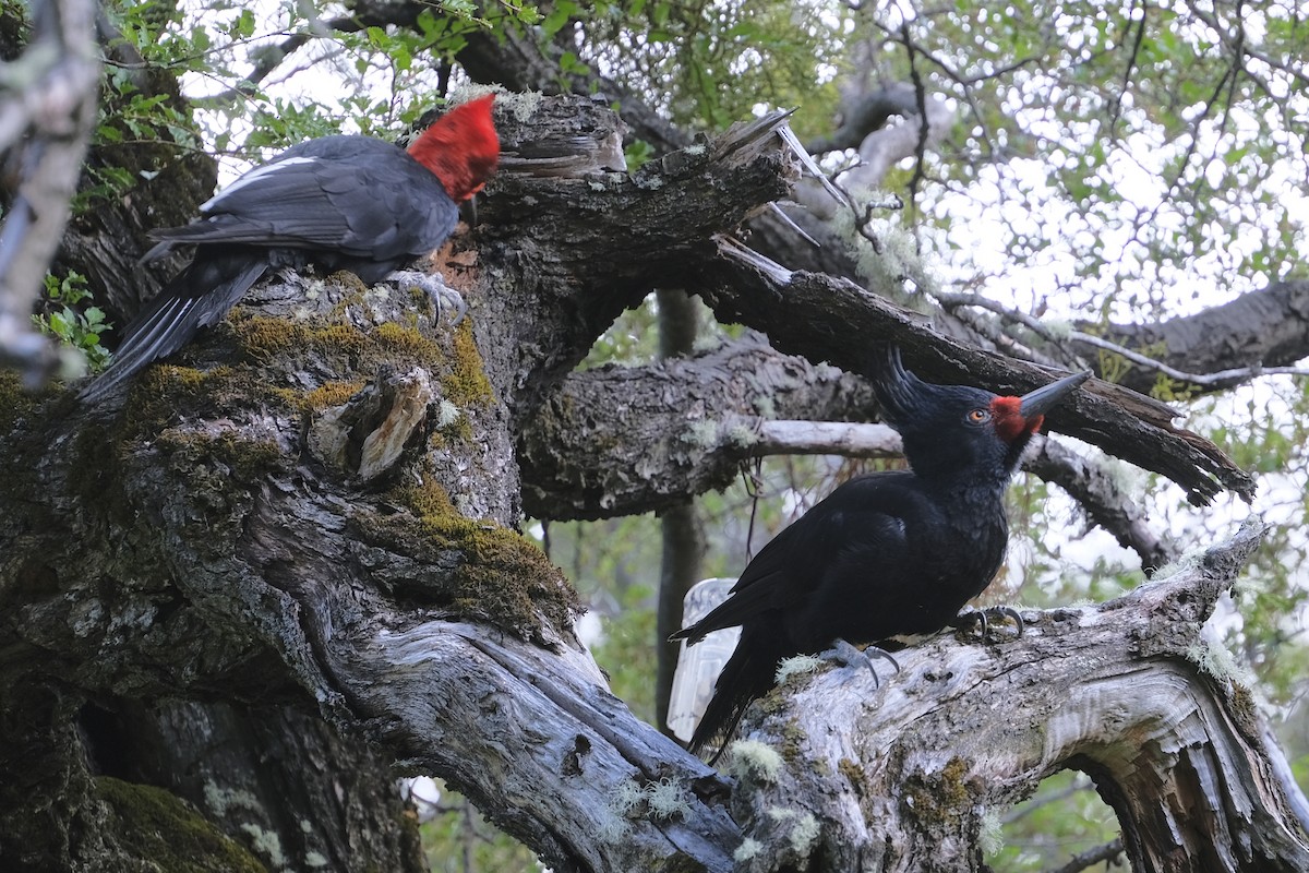 Magellanic Woodpecker - Anita Gould