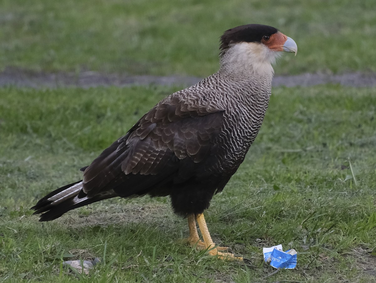 Crested Caracara (Southern) - ML612922228